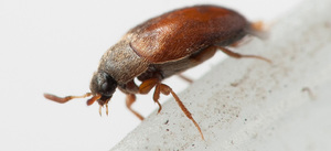 Как размножается кожеед