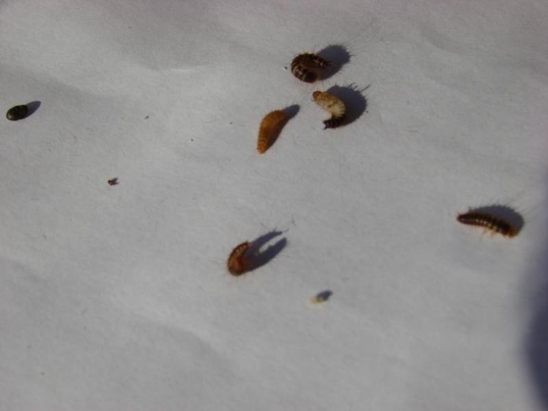 Средства борьбы с кожеедами