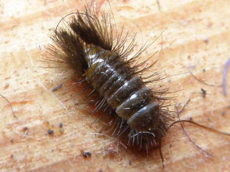 Кожееды в квартире