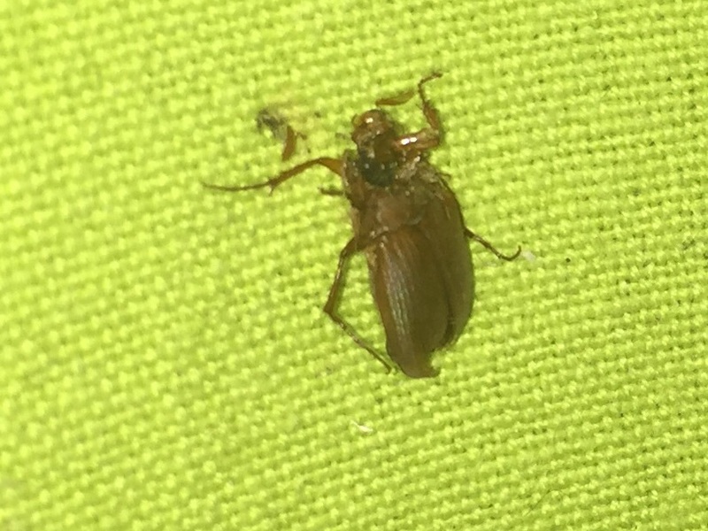 Средства, которыми стоит обработать квартиру