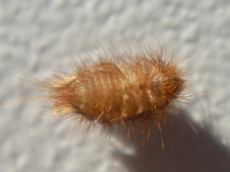 Чем можно избавиться от кожеедов