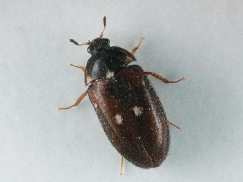 Жуки кожееды и методы борьбы с ними