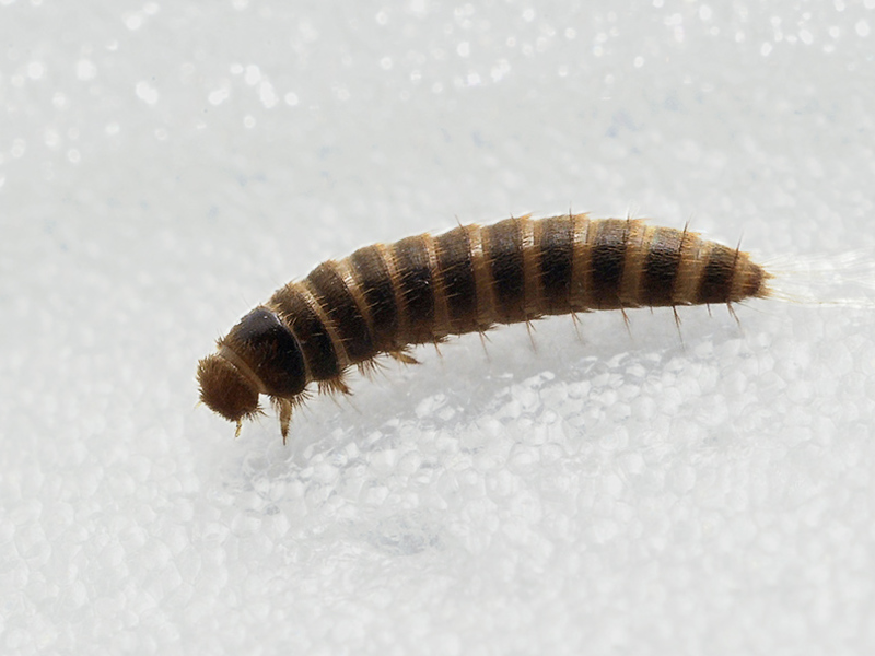 Как можно избавится от кожеедов