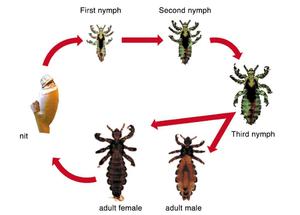 Как избавиться от вшей самостоятельно в домашних условиях