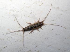 Внешний вид чешуйницы