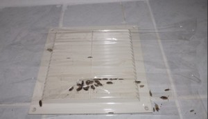 Чешуйницы могут попасть в дом от соседей