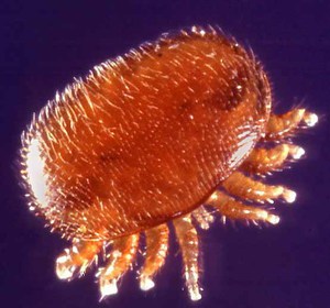 Амбарный, или мучной клещ