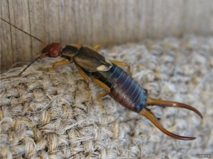 Избавляемся от двухвосток