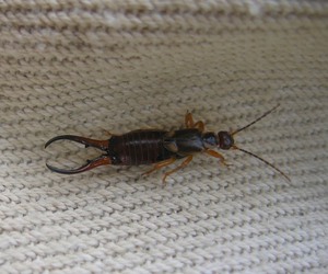 Что делать, чтобы не появились двухвостки