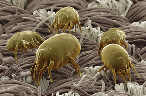 Как выглядит пылевой клещ