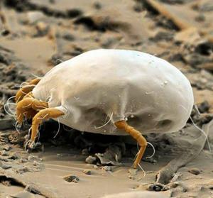 Борьба с пылевыми клещами