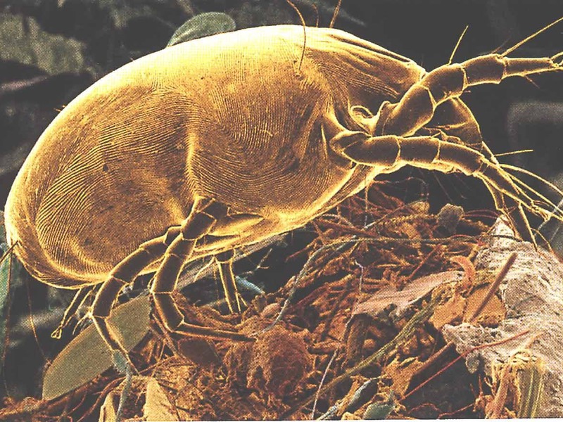 Как размножаются пылевые клещи