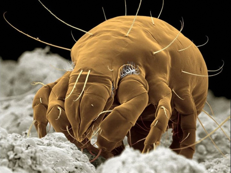 Пылевые клещи от пыли в доме