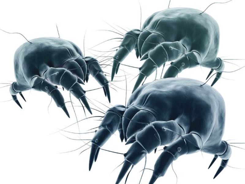 Виды пылевых клещей