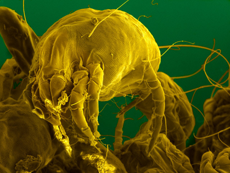 Как уничтожить пылевых клещей