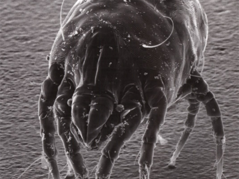 Как бороться с пылевыми клещами