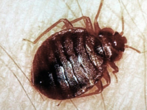 Постельные клещи могут появиться в любом доме.