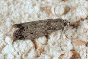 Моль в крупах