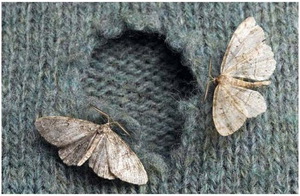 Как предотвратить появление моли