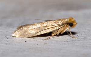 Как появляется моль в квартире