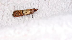 Способ борьбы с молью