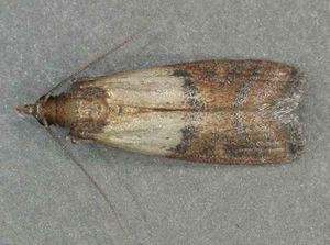 Чем можно вывести пищевую моль