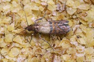 Как выводят пищевую моль 