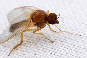 Мошки в доме могут появиться даже зимой и даже если окна и двери закрыты.