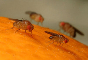 Комнатные мошки откладывают яйца на фрукт, который растет на дереве.