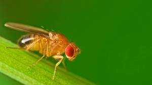 Мушки дрозофилы в квартире