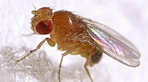 Как можно избавиться от дрозофилов