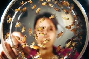 Способы избавления от мух