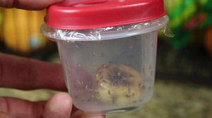 Как уничтожить мухи в доме