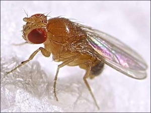 Плодовая мошка появляется в случаях неправильного хранения продуктов.