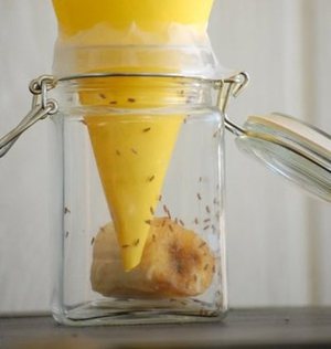 Вы можете сделать ловушку для мошек своими руками и установить ее в кухне.