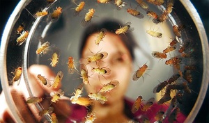 Кроме плодовых, в доме могут появиться цветочные мошки.