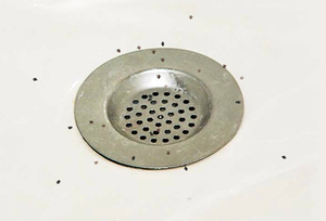 Мошки всегда размножаются там, где есть достаточное количество воды.