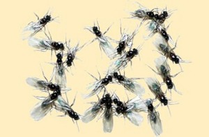 Домашние мошки - внешний вид насекомых.