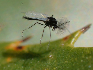 Как избавиться от мошек на домашних цветах