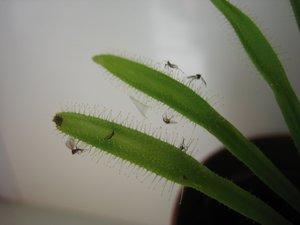 Средства борьбы с мошками