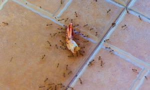 Как вывести муравьев