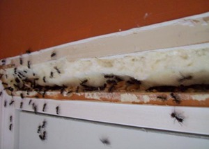 Опасны ли рыжие муравьи