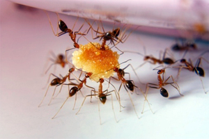 Как избавится от насекомых