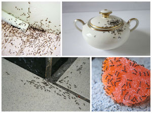 Муравьи в доме портят еду и появляются в самых разных местах.