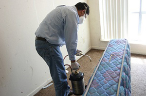 Как потравить клопов