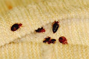 Какими средствами травить клопов