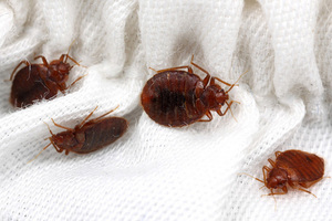 Как уничтожить постельных клопов