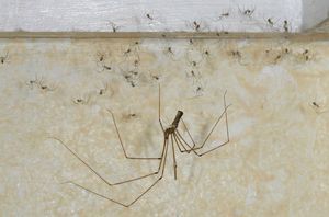 Как можно навсегда избавится от пауков