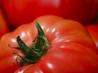 Как сохранить помидоры